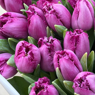 30 Purple Peony-Style Tulips Bouquet