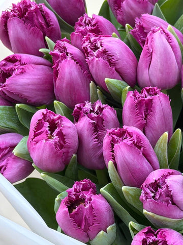 30 Purple Peony-Style Tulips Bouquet