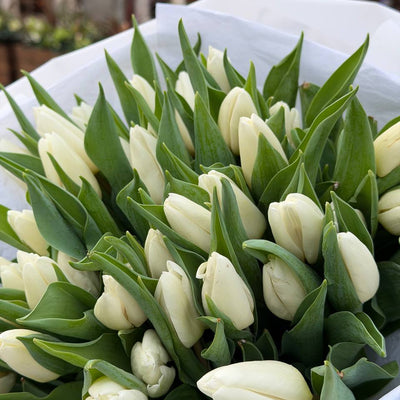 40 White Tulips Bouquet